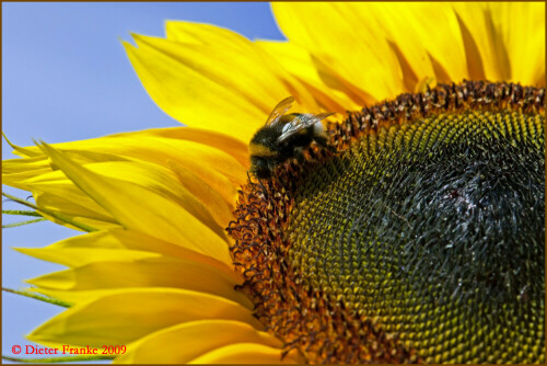 sonnenblume-mit-hummel-3799.jpeg