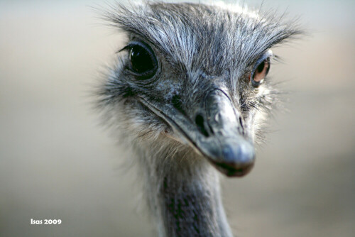 

Aufnameort: Tierpark Hagenbeck
Kamera: Canon EOS 350D