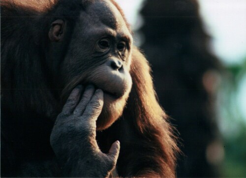 Orang-Weibchen hat vielleicht Zahnprobleme, guckt zumindest nachdenklich zu den Menschen

Aufnameort: Hagenbecks Tierpark Hamburg
Kamera: Contax Aria, 400mm, Analog - digitalisiert