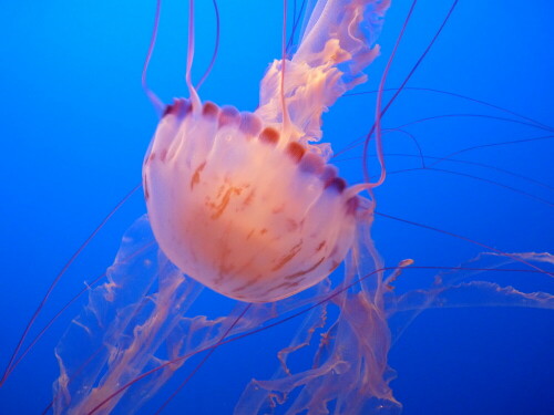 Photo durch eine Glasscheibe in einem Aquarium.

Aufnameort: Kalifornien
Kamera: Lumix FZ 38