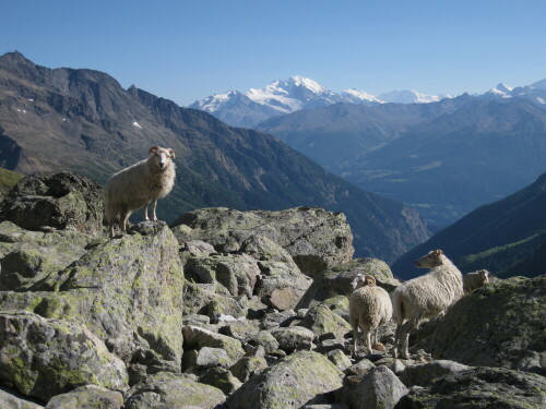 

Aufnameort: Lötschenpass, Schweiz, 2009
