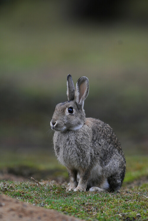 wildkaninchen-3818.jpeg