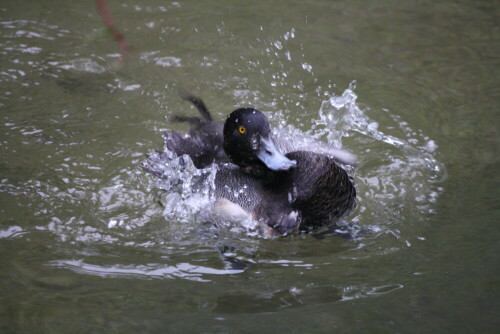 

Aufnameort: Tierpark Hellabrunn,München
Kamera: Canon EOS 1000D