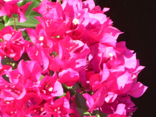 bougainvillea-3833.jpeg