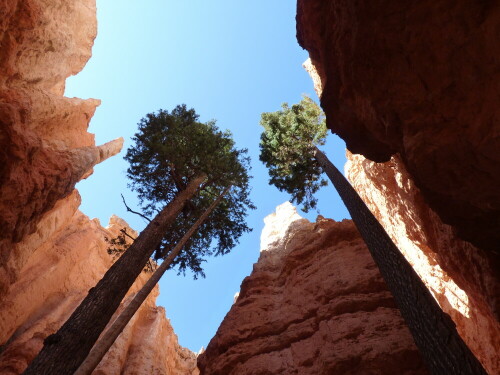 Blick "nach oben" bei einem Spaziergang im Bryce Canyon

Aufnameort: Utah/USA
Kamera: Lumix FZ 38