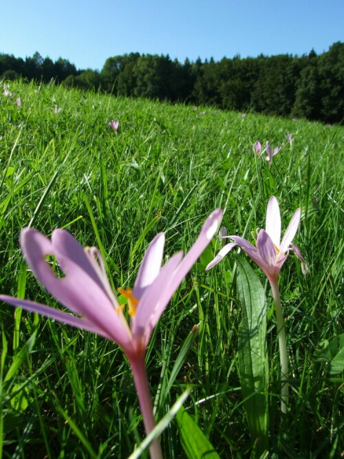 

Aufnameort: Starnberger See
