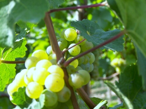 Reben an den Weinstöcken - Vitis vinifera L. subsp. vinifera

Aufnameort: SCHLOSS WACKERBARTH
Kamera: Kodak EasyShare