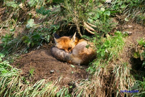 Ein rastender Fuchs

Aufnameort: Hochreitern/Österreich
Kamera: EOS 30D