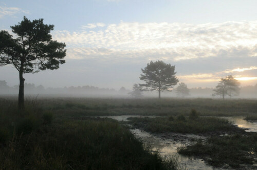 moor-im-morgennebel-3918.jpeg