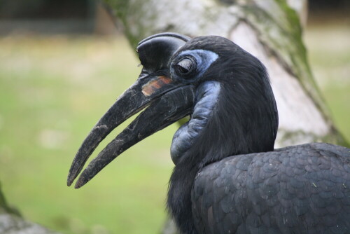 

Aufnameort: Tierpark Hellabrunn,München
Kamera: Canon EOS 1000D