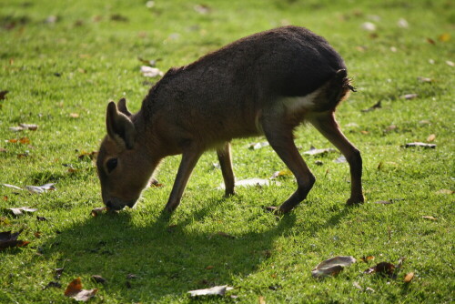 

Aufnameort: Tierpark Hellabrunn,München
Kamera: Canon EOS 1000D