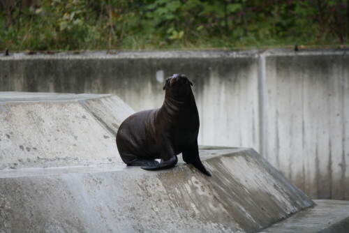 

Aufnameort: Tierpark Hellabrunn,München
Kamera: Canon EOS 1000D