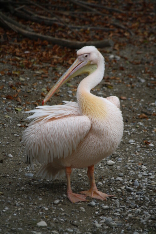 

Aufnameort: Tierpark Hellabrunn,München
Kamera: Canon EOS 1000D