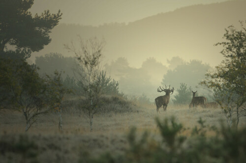 hirsch-im-morgennebel-3920.jpeg