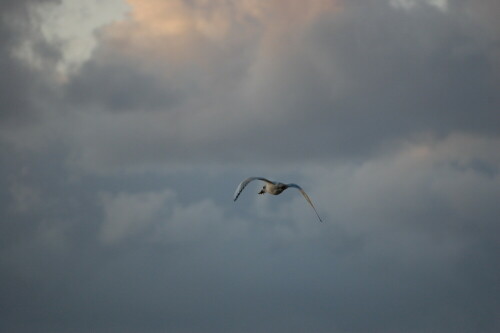 Erst als ich mir das Foto auf dem Bildschirm angesehen habe, entdeckte ich, dass die Möwe sich einen Krebs geschnappt hatte.

Aufnameort: Cuxhaven
Kamera: Nikon d40