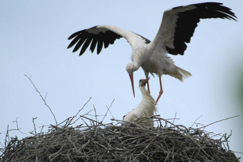 Weils so schön war... Weißstorch bei Rust am Neusiedler See, Österreich

Aufnameort: Rust am Neusiedler See, Österreich
Kamera: Konika-Minolta Dynax 5D