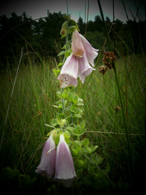 

Aufnameort: Lüneburger Heide
Kamera: Nikon, Coolpix P5100