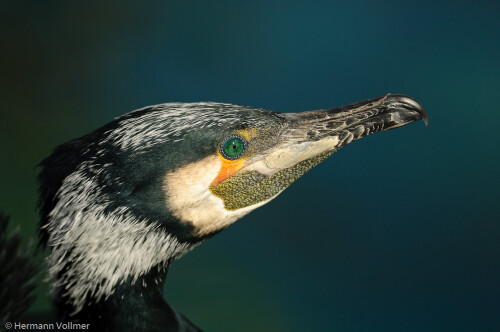 vogel-des-jahres-2010-portrat-1-3937.jpeg