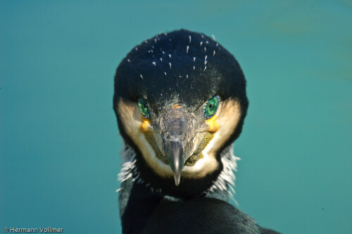 Phalacrocorax carbo sinensis in der Wilhelma mit seinen smaragdgrünen nach vorn ausgerichteten Augen.

Aufnameort: DEU, BW, Stuttgart, Wilhelma
Kamera: Nikon D200, Sigma APO-Macro 180/3,5D