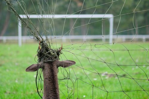 Spiel, Spaß und Spannung, das sind die Dinge die Menschen auf einem Sportplatz suchen und meist auch finden.
Dieser Hirsch hat diese Dinge hier in letzter Konsequenz sicher nicht gefunden. Spiel am Anfang ja, denn Damhirsche sind dafür bekannt, daß sie mit allen möglichen aber auch unmöglichen Dingen rumspielen. Doch aus dem anfänglichen Spiel und Spaß wurde sehr schnell bitterer Ernst. Und die Spannung bestand für ihn nur noch darin, wie lange er kämpfen muß, um am Ende kraftlos und resignierend in sich zusammenzusinken, damit die Tornetzmasche sich um seinen Hals zusammenziehen kann und ihm die Erlösung bringt… .



