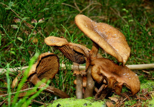 Waldpilze mit zarten Schneeflocken

Aufnameort: Stadtwald Baden Baden
Kamera: Canon EOS 1000D