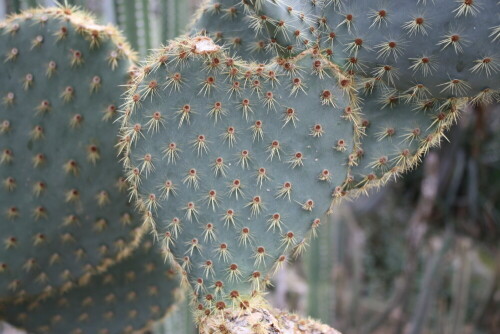 

Aufnameort: DD Botanischer Garten
Kamera: Canon EOS 450D