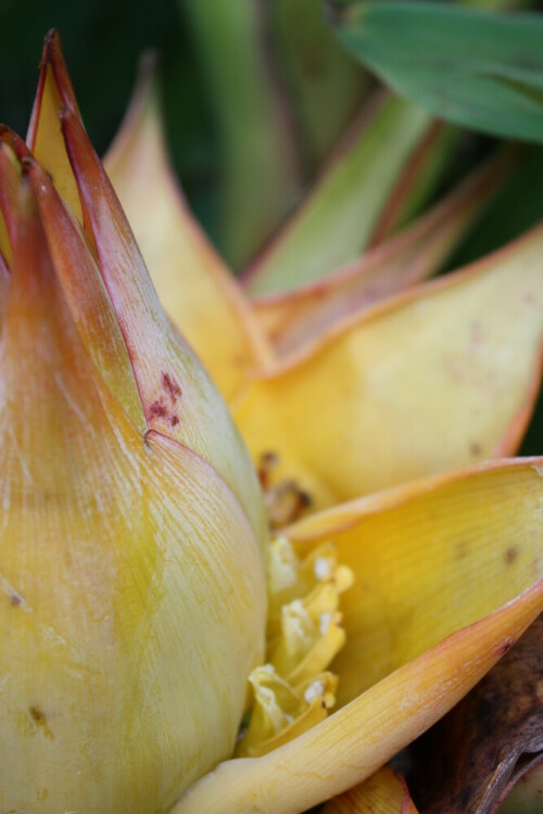 

Aufnameort: DD Botanischer Garten
Kamera: Canon EOS 450D