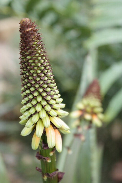 

Aufnameort: DD Botanischer Garten
Kamera: Canon EOS 450D