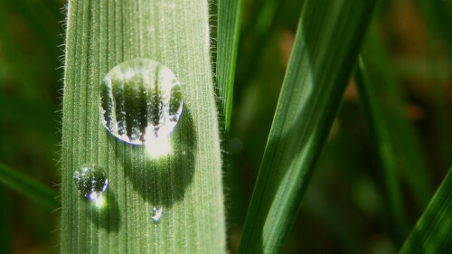 natur-makro-3980.jpeg