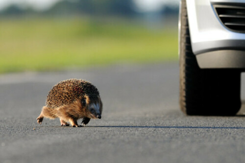 Der Straßenverkehr ist eine der häufigsten Todesursachen für den Igel (Wildtier des Jahres 2009)


