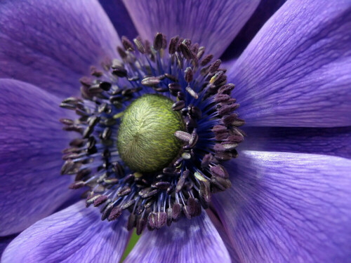 Makro einer blauen Anemone

Aufnameort: Oberbayern
Kamera: Canon Ixus 800