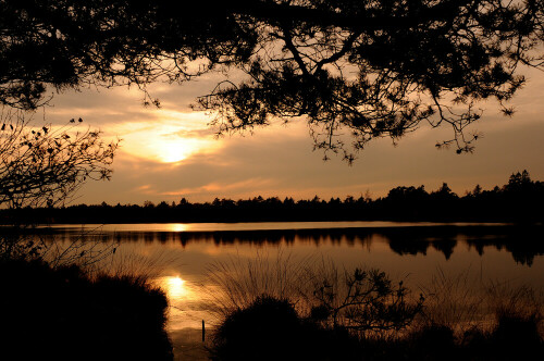 

Aufnameort: Lüneburger Heide
