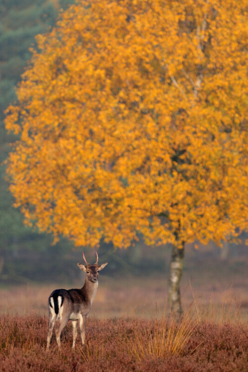 wunderschoner-herbst-4009.jpeg