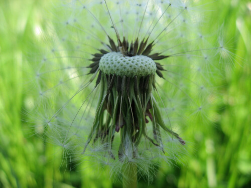 Pusteblume (Löwenzahn) im Abendwind fotografiert.

Aufnameort: Oberbayern
Kamera: Canon Ixus 800