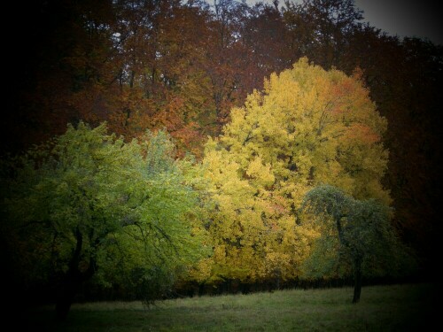 herbstwald-am-schmalen-luzin-feldberg-6375.jpeg