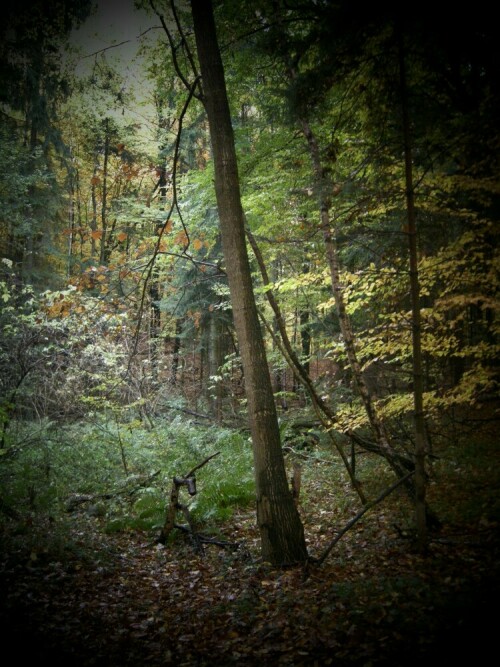 wald-im-herbst-6373.jpeg