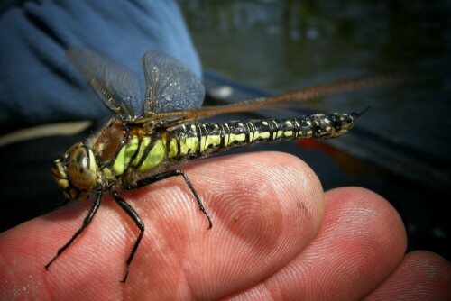 aus dem Wasser gefischte Libelle

Aufnameort: Warnow / vor Rostock
Kamera: Nikon, Coolpix P5100