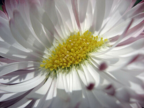 Weisse Belli-Blüte im Wind in Makro fotografiert.

Aufnameort: Oberbayern
Kamera: Canon Ixus 800