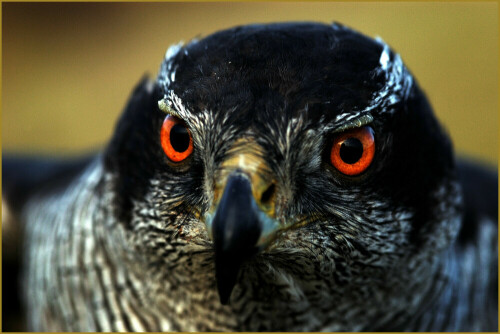 Die Augen sagen alles. Der Habicht hat sein Umfeld stets im Blick.

Aufnameort: Harz
Kamera: Nikon D100+105mm Macro Sigma