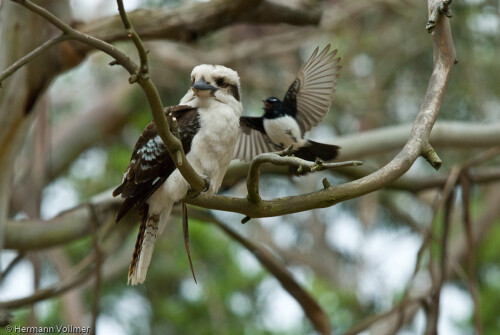 Willie Wagtail (Gartenfächerschwanz) gefiel es überhaupt nicht, dass der Kookaburra (Jägerliest) auf diesem Ast saß und versuchte, ihn mit zahlreichen Angriffsflügen zu vertreiben.

Aufnameort: AUS, VIC, Cape Otway
Kamera: Nikon D200, Sigma 120-400