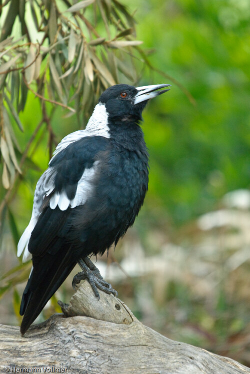 Der zu den Wügerkrähen gehörende Flötenvogel (Gymnorhina tibicen) wird wegen seines Aussehens auch Australian Magpie genannt, hat aber, wie schon sein deutscher Name sagt, einen wesentlich angenehmeren Gesang als unsere Elster.

Aufnameort: AUS, SA, Kangaroo Island
Kamera: Nikon D200, Sigma 120-400