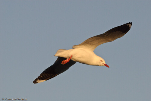 Die Silberkopfmöwe (Larus novaehollandiae) ist wohl die häufigste Möwenart in Australien.

Aufnameort: AUS, SA, Kangaroo Island
Kamera: Nikon D300, Sigma 120-400