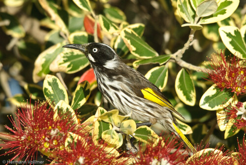 Der Weissaugen-Honigfresser ( Phylidornis novaehollandiae) ist ein im Südosten Australiens verbreiteter Vogel, der häufig in Gruppen an Blüten australischer Büsche gesehen werden kann. Wie die Gelbfärbung an der Stirn zeigt, ist er wohl auch für die Bestäubung dieser Büsche verantwortlich. Der hier gezeigte Busch der Gattung Metrosideros stammt allerdings aus Neuseeland, wird aber in vielen Gärten SO-Australiens angepflanzt.

Aufnameort: AUS, SA, Adelaide
Kamera: Nikon D200, Sigma 120-400