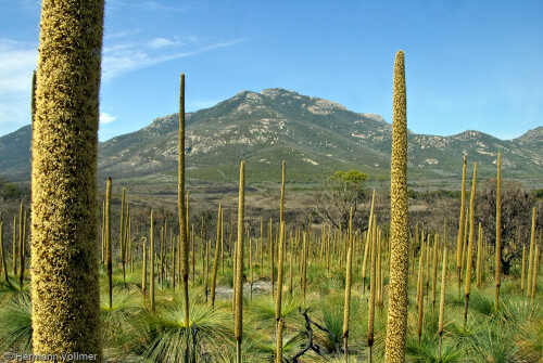 wilsons-promontory-np-4080.jpeg