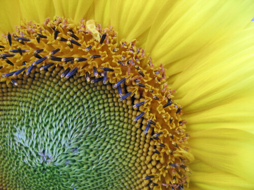 Sonnenblumen-Detail in Makro fotografiert

Aufnameort: Oberbayern
Kamera: Canon Ixus 800