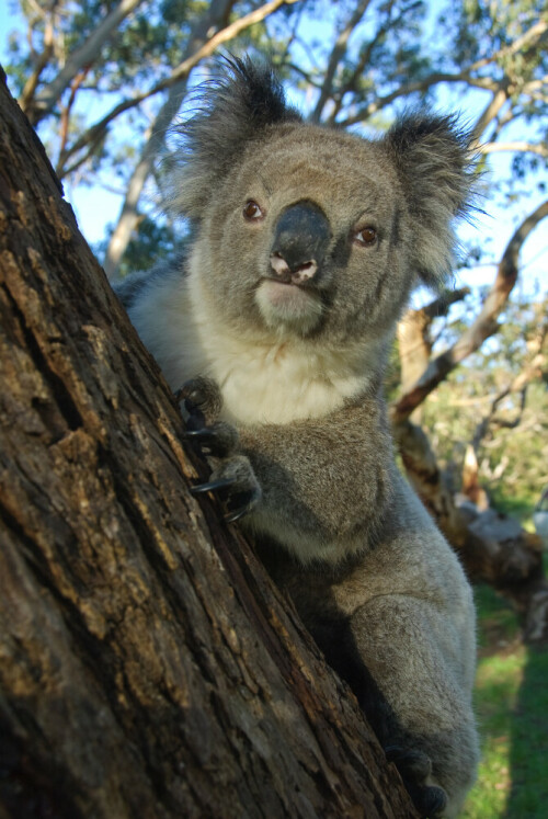 Mindestens eineinhalb Tage hatte dieser Koala auf demselben Baum auf dem Campinplatz am Cape Otway verbracht. Dann entschied er sich eines Morgens, den Baum zu wechseln und konnte so in Augenhöhe aufgenommen werden. Es war nicht der einzige Koala auf dem Platz. Insgesamt zwischen 8 und 10 Koalas hielten sich in diesem Bereich auf. Einer der besten Plätze in Victoria, Koalas zu beobachten.

Aufnameort: AUS, VIC, Cape Otway, Bimbi Park
Kamera: Nikon D70, Nikor 18-200mm, Einstellung 27 mm