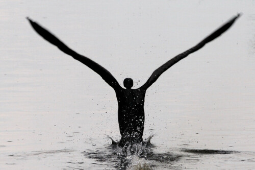 ...für die einen ist er der Vogel des Jahres 2010, für die anderen einfach nur der Wasserrabe - der Kormoran. 
Hier mal aus einer anderen Perspektive. Beim Start von hinten aufgenommen.


