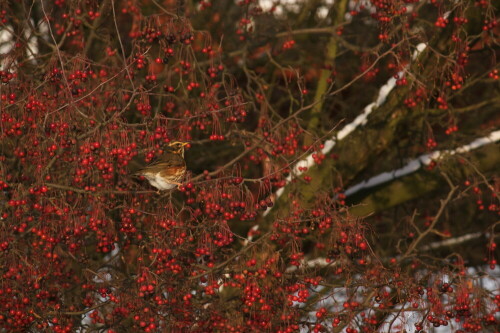 Rotdrossel (Turdus iliacus) in Teeapfelbaum (Malus hupehensis)

Aufnameort: Hamburg Botanischer Garten
