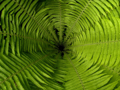 Bild zeigt die einfache Schönheit der Natur

Aufnameort: Botanischer Garten München
Kamera: Nikon Coolpix P 90