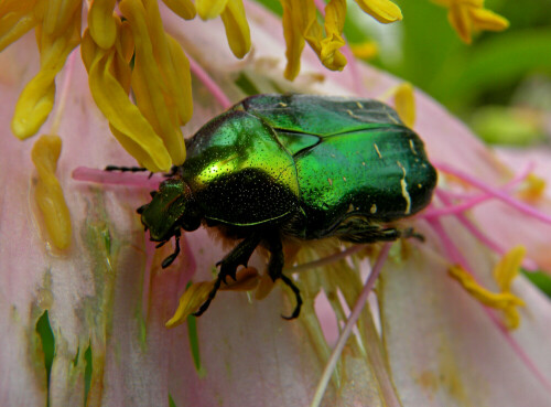 hier sieht man wie wichtig solche Naturoasen (Botanischer Garten München) in einer Großstadt sind

Aufnameort: Botanischer Garten München
Kamera: Nikon Coolpix P 90